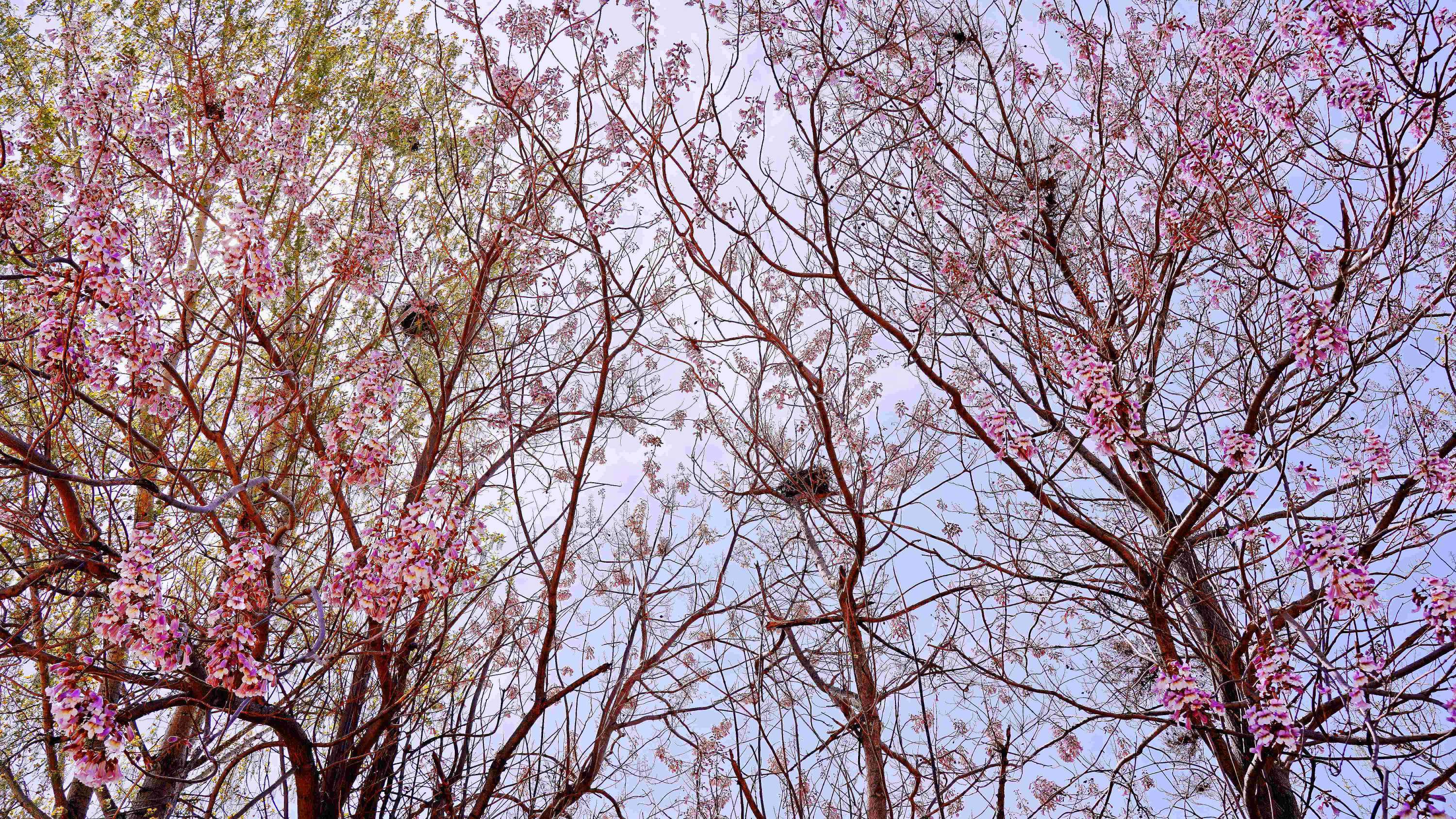 梧桐花開，鳳凰自來。